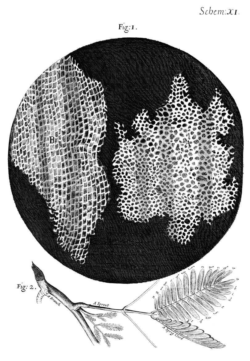 Engraved circle showing a slice of cork as a mesh of small rectangular compartments.