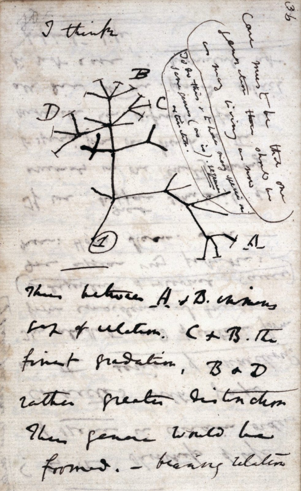 A page of handwriting headed 'I think', with a sketch of a branching tree and lines of notes beneath it.